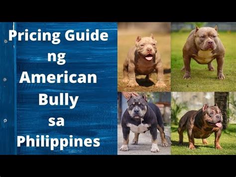 exotic american bully price philippines|A Pricing Guide to American Bully in the Philippines.